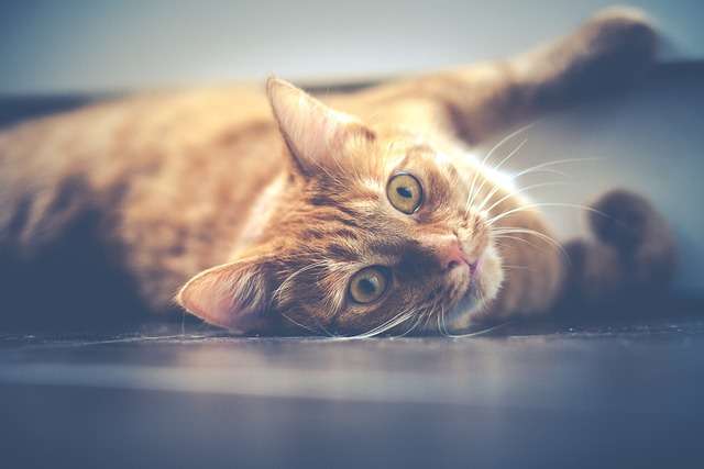 Warum Katzen beim Yoga stören