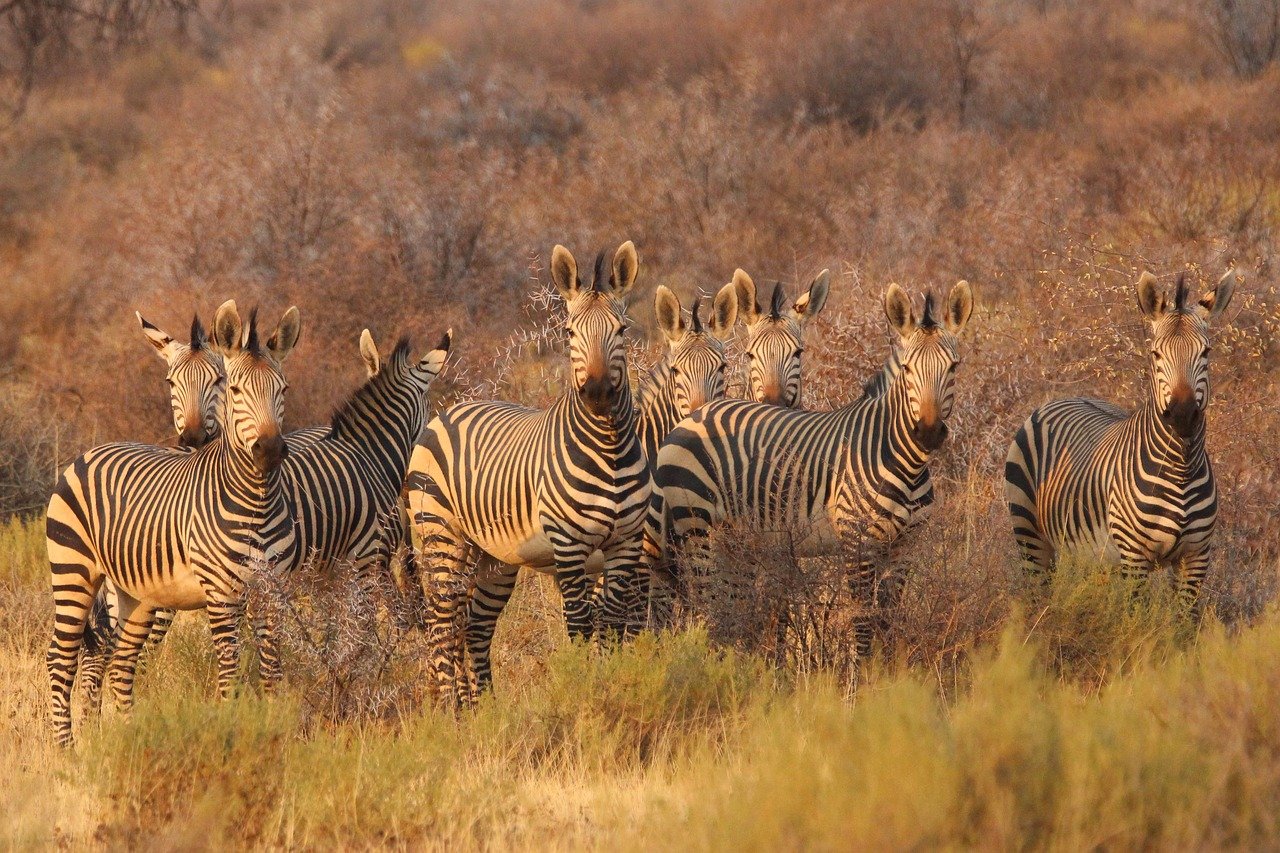 zebras, animals, africa